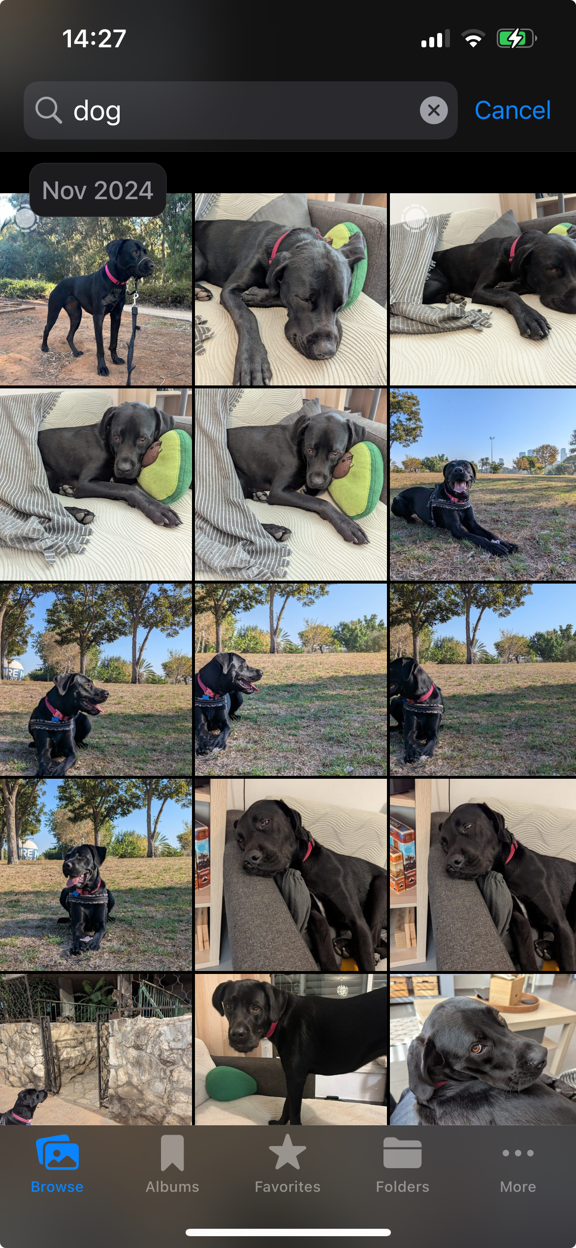 PhotoPrism on my iPhone, accessed over Tailscale. I usually use the Prismatic app for a a more mobile-friendly experience, though the full web interface works too. Shown here: the AI-powered search in action - starring Loki in peak “dog” mode.