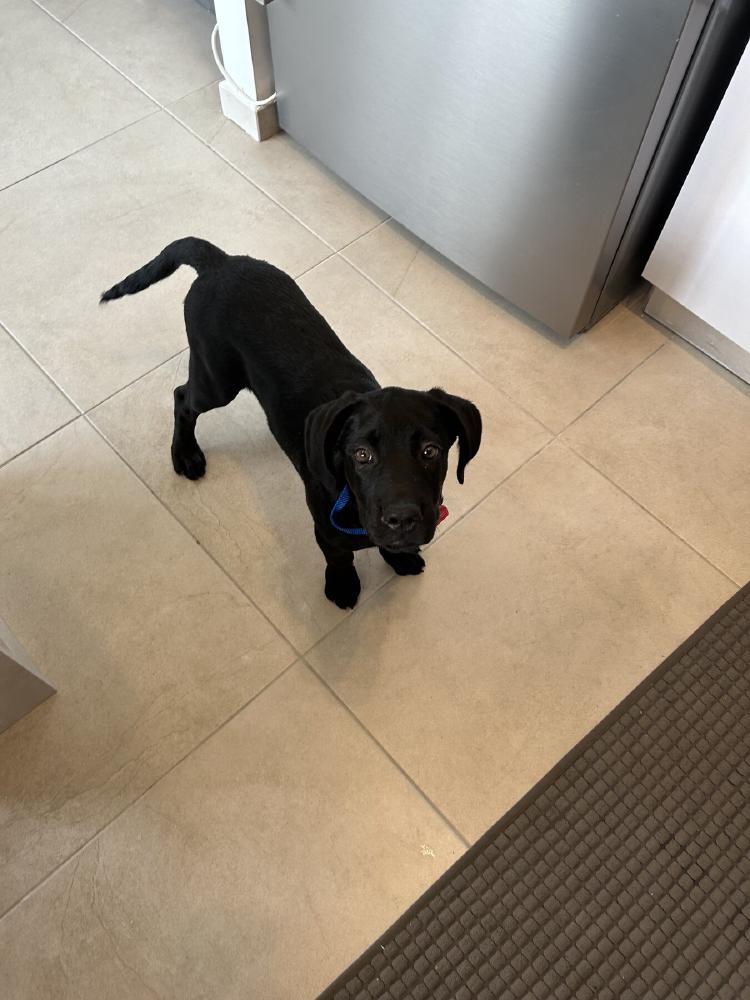 Loki as a small puppy looking up from the kitchen floor on her first day home.