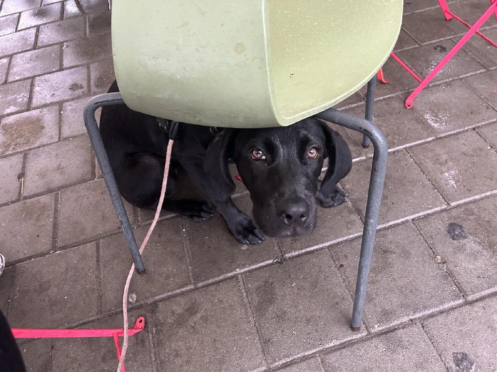 Loki sheltering under a green chair on wet pavement.