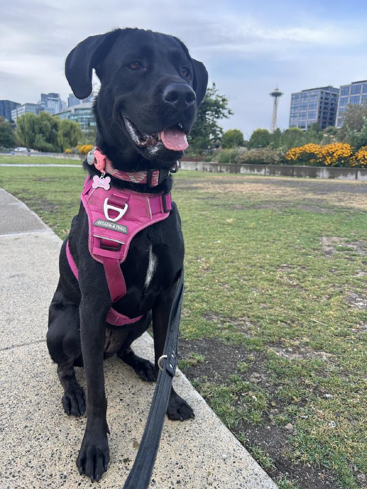 Loki in a pink harness with the Space Needle in the background.