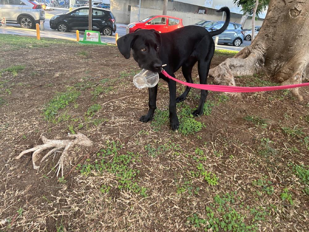 Young Loki holding a clear cup in her mouth beside a tree.