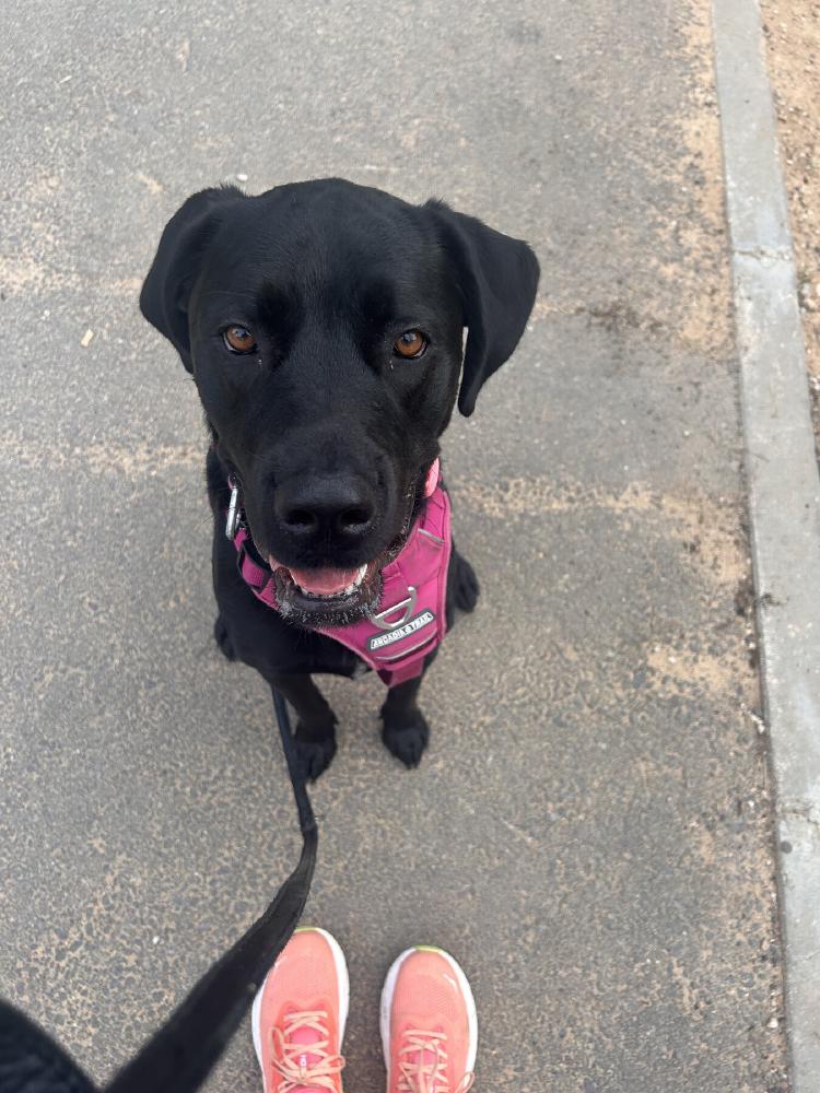 Loki in her pink harness looking up beside my running shoes.