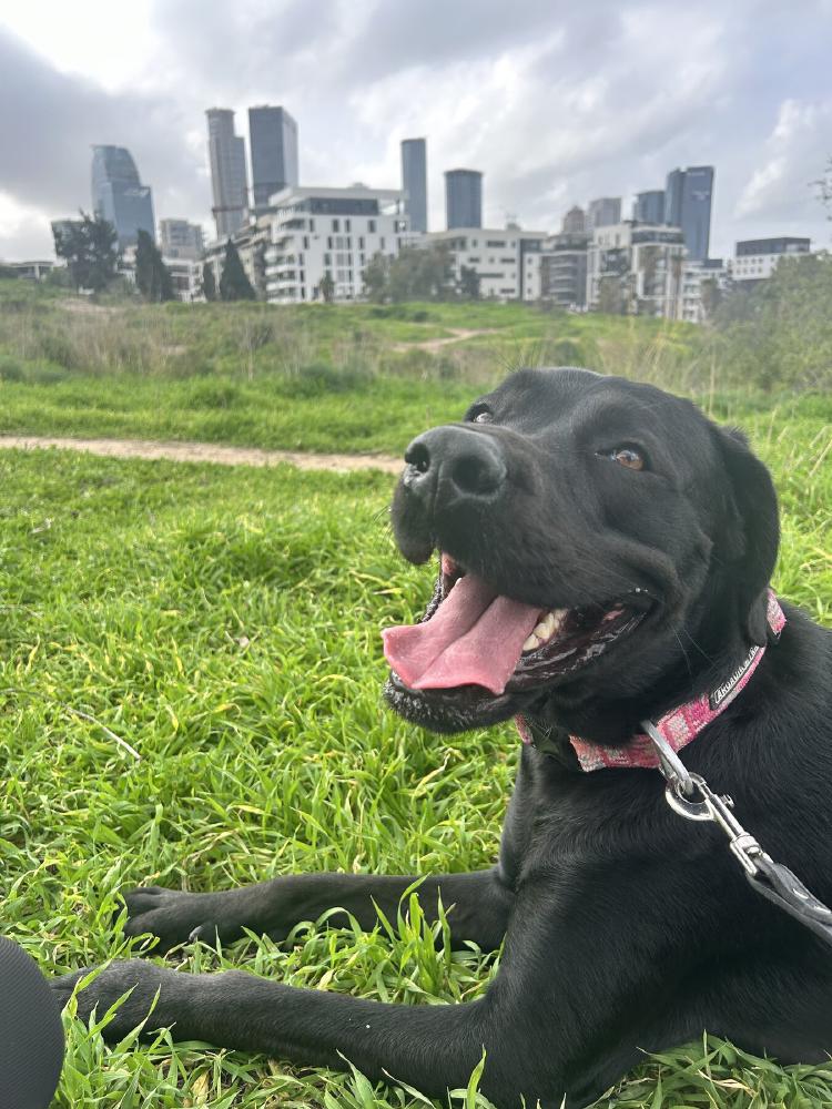 Loki smiling on the grass with the Tel Aviv skyline behind her.